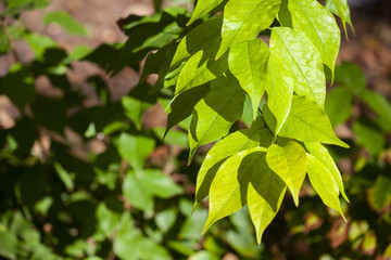 Fototapeta na wymiar Autumn green leaves on blurred nature background. Shallow focus. Fall bokeh.