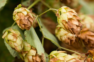 Humulus lupulus, or climbing is found in the wild in the temperate zone of both hemispheres in damp...