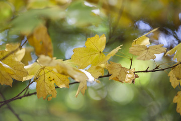 Yellow maple leaves, autumnal natural background, selective focus