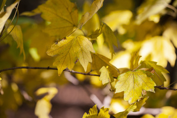 Yellow maple leaves, autumnal natural background, selective focus