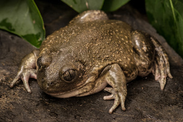Spade Foot Toad close up