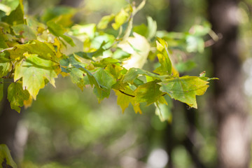 Yellow maple leaves, autumnal natural background, selective focus