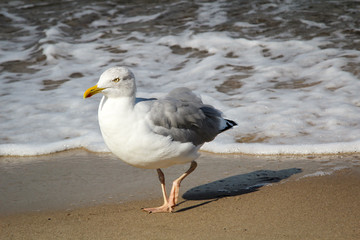 Möwe am Strand, Strandurlaub 