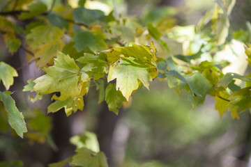 Yellow maple leaves, autumnal natural background, selective focus