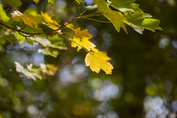 Yellow maple leaves, autumnal natural background, selective focus
