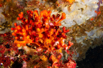 Fototapeta na wymiar Pequeño coral