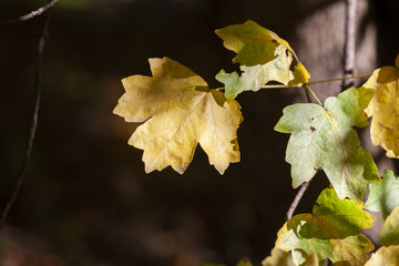 Yellow maple leaves, autumnal natural background, selective focus