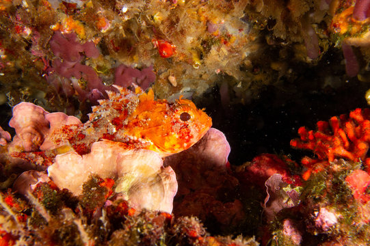 Escorpora preparada