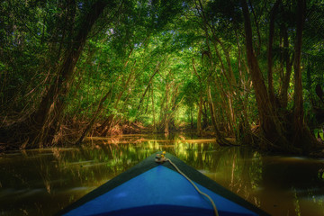 Dominica Rowing boat paddling into the mangrove with trees and beautiful soft sunlight in the...