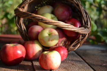 Organic apples in basket in summer grass. Fresh apples in nature.