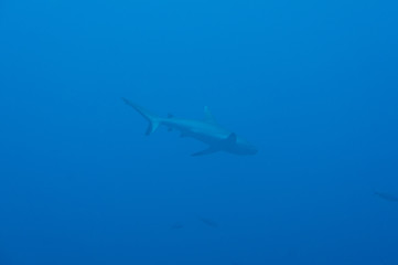 Tiburon gris de maldivas 2