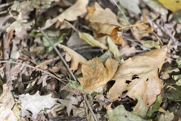Dry oak leaves on the ground for background