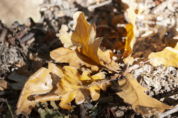 Acorns and a dry oak leaf on the ground in the autumn forest