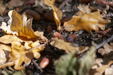 Dry oak leaves on the ground for background