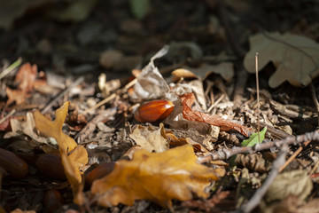 Dry oak leaves on the ground for background