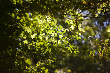 Yellow maple leaves, autumnal natural background, selective focus
