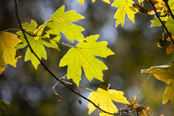 Yellow maple leaves, autumnal natural background, selective focus