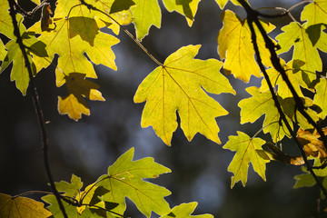 Yellow maple leaves, autumnal natural background, selective focus