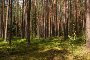 Fototapeta na wymiar Forest in summer.