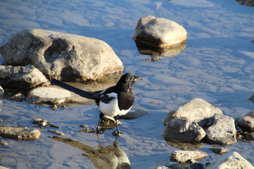Magpie Walking On The Bow River, Banff National Park, Alberta