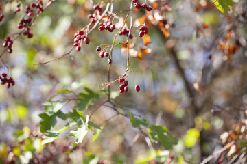 branches with hawthorn berries in the garden. background with branches and hawthorn berries.