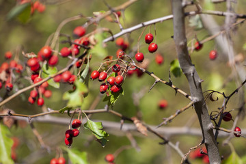 Obraz premium branches with hawthorn berries in the garden. background with branches and hawthorn berries.