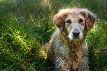 Obraz premium Golden Retriever portrait laying in tall green grass 
