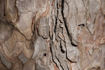 bark of pine tree trunk texture background