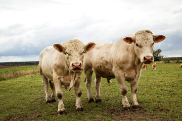 Rind, Rinder, Kuh, Kühe auf der Weide, Koppel 