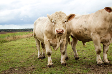 Rind, Rinder, Kuh, Kühe auf der Weide, Koppel 