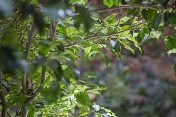 Green branch in a small tropical forest.