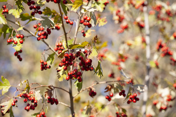 branches with hawthorn berries in the garden. background with branches and hawthorn berries.
