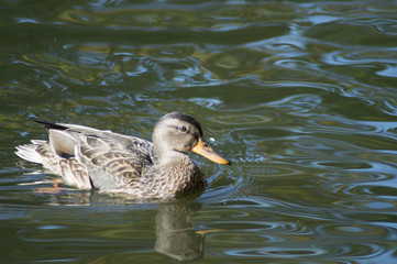 duck in a pond