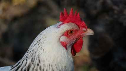 Portrait of a hen