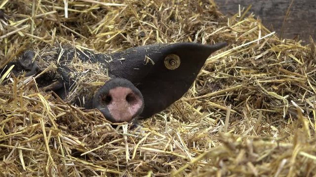 Schw&auml;bisch-H&auml;llisches Landschwein im Stroh