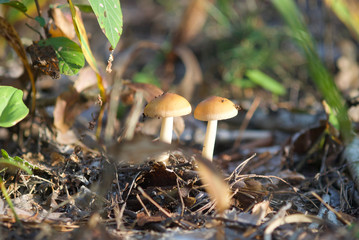 beautiful wild forest mushrooms in Ukraine