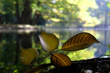Polska, Gdańsk - jesienne liście w Parku Oliwskim