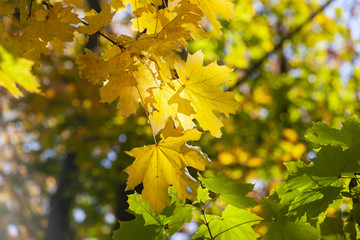 Yellow maple leaves, autumnal natural background, selective focus