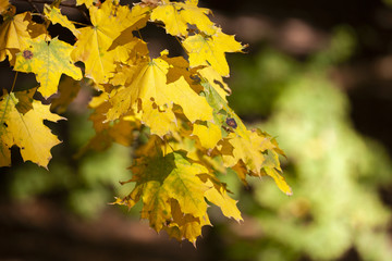 Yellow maple leaves, autumnal natural background, selective focus