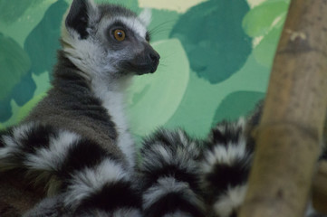 ring tailed lemur on branch of tree