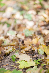 Background of colorful autumn leaves on forest floor
