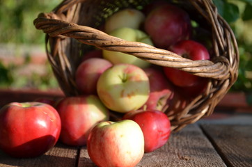 Organic apples in basket in summer grass. Fresh apples in nature.