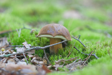 beautiful wild forest mushrooms in Ukraine