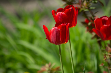 red tulips in the garden