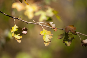 autumn background Limited depth of field