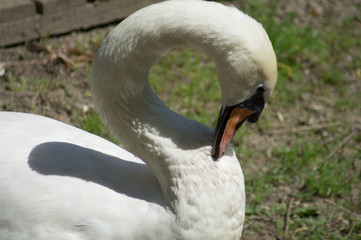 Obraz premium portrait of a swan