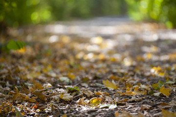 Spring leaves on a background of a blurred sunny forest, abstract natural backgrounds Limited depth of field. There is space for text