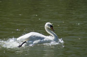swan on lake