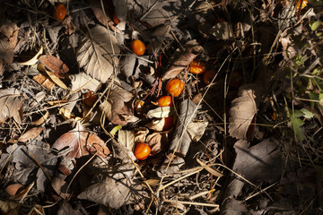 hawthorn berries on the ground, autumnal natural background, selective focus