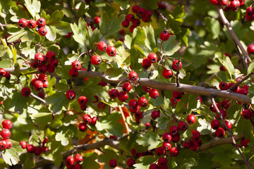 branches with hawthorn berries in the garden. background with branches and hawthorn berries.